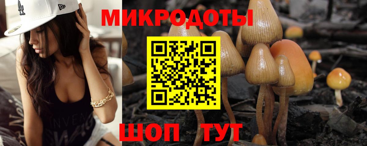 Псилоцибиновые грибы Psilocybe Кудрово